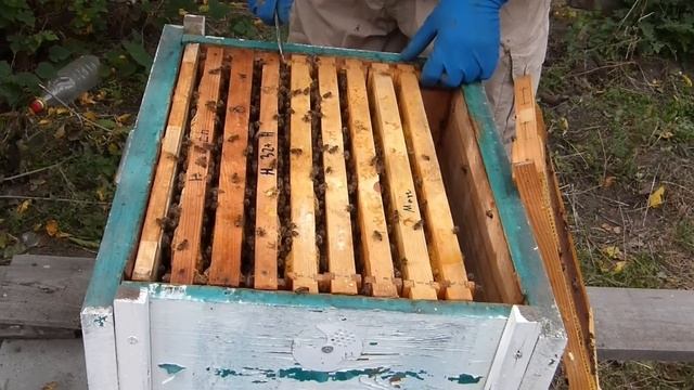 объединение пчелиных семей осенью. Очень простой способ смотреть онлайн