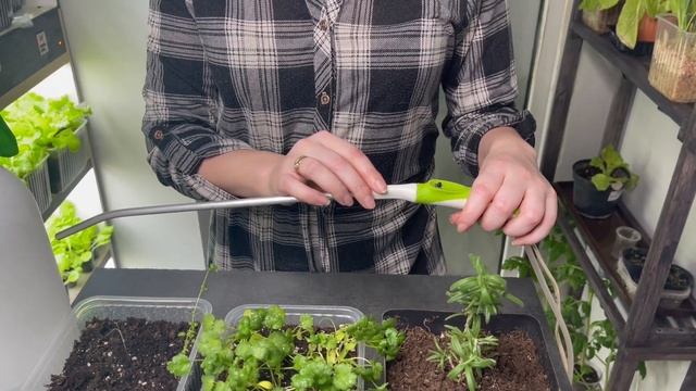 Выращиваем пряные травы дома на окне. Секретные рецепты ароматной соли и базиликовое масло смотреть онлайн