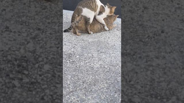 cat matting. кошка спаривания. subscribe for more vedio. смотреть онлайн