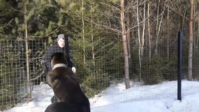 Щенок волкодава охраняет территорию смотреть онлайн
