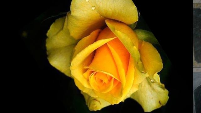 TRIBUTO A GEORGE HARRISON - MY SWEET LORD смотреть онлайн