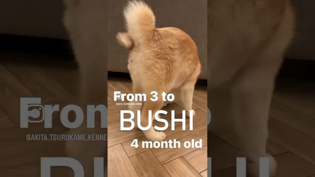 Как взрослеет акита ину- Bushi from 3 to 4 month old #akita #akitainu #акитаину #акита #puppy смотреть онлайн