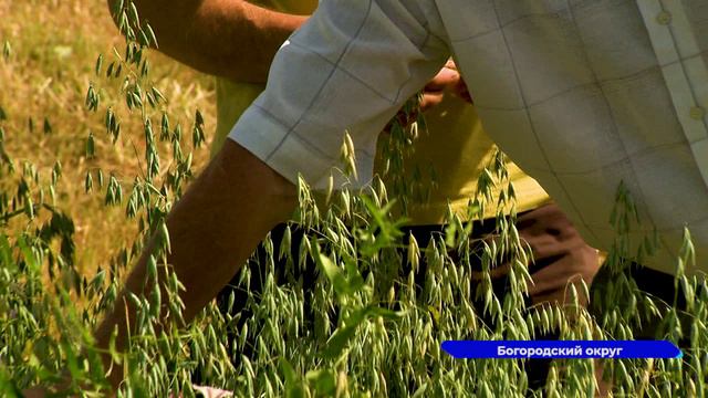 Аграрии Богородского округа заготавливают кормовую базу
