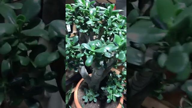 CRASSULA OVATA KAÇ YILDA BU KADAR BÜYÜR Kİ - SHREK KULAĞI (YEŞİM BİTKİSİ) - BİTKİ SUKULENT TÜRLERİ смотреть онлайн