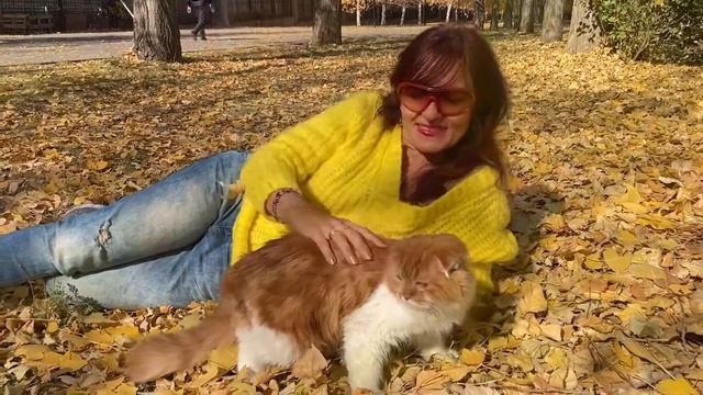 Highland fold. Хайленд - фолд Субара кот. Репортаж из карантина. смотреть онлайн