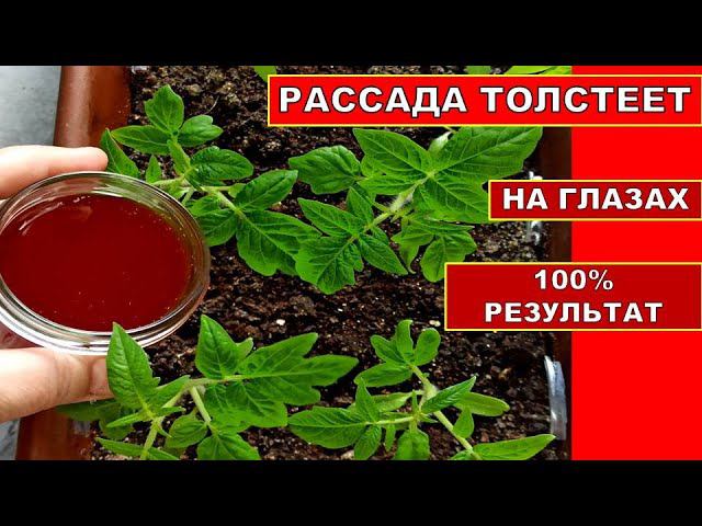 РАССАДА ТОЛСТЕЕТ НА ГЛАЗАХ! ОРГАНИЧЕСКАЯ ПОДКОРМКА РАССАДЫ ТОМАТОВ. Удобрение из Луковой Шелухи