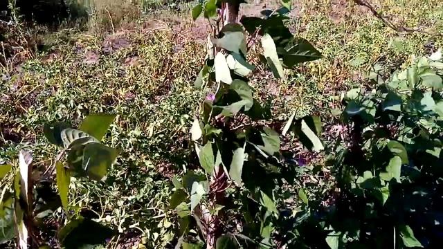 Уезжала на 10 дней: что на огороде? Обзор грядок. План работы на ближайшие дни. смотреть онлайн