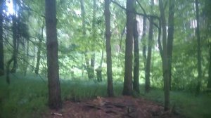 дрочиво в кустах