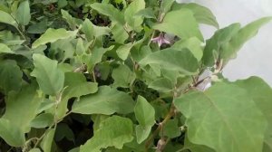 Чем опрыскать баклажаны от вредителей, если кусты уже вступили в стадию плодоношения .