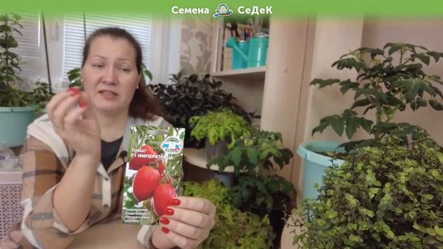 Это Царские томаты! Лучшие консервные томаты для парника и теплицы. смотреть онлайн