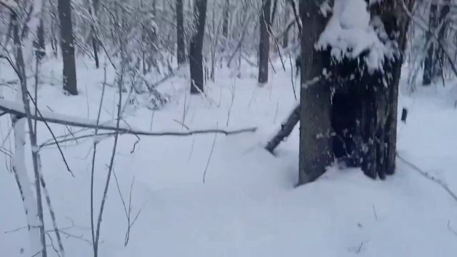 Охота на куницу очередная проверка капканов заяц набегал тропы.#таежный # тайга#лес смотреть онлайн