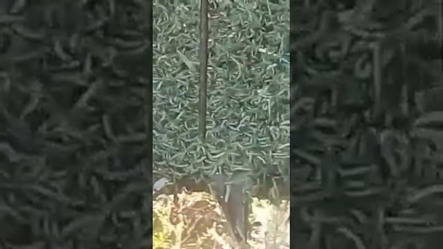 нашествие гусениц село КРАСНОГОР Оренбургской обл. смотреть онлайн