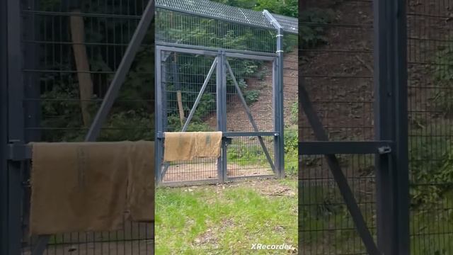 Директор литовского зоопарка в Каунасе специально для украинцев)) смотреть онлайн