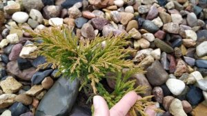 МОЖЖЕВЕЛЬНИК ЛАЙМ ГЛОУ ОСЕНЬЮ