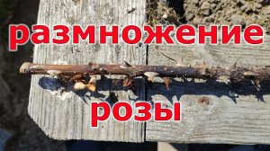 Размножение розы с бананом