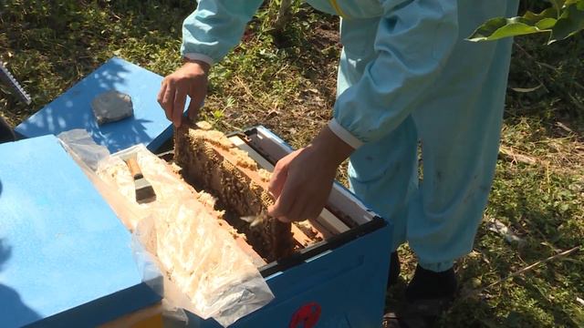 В Сочи специалисты фиксируют массовую гибель пчел смотреть онлайн