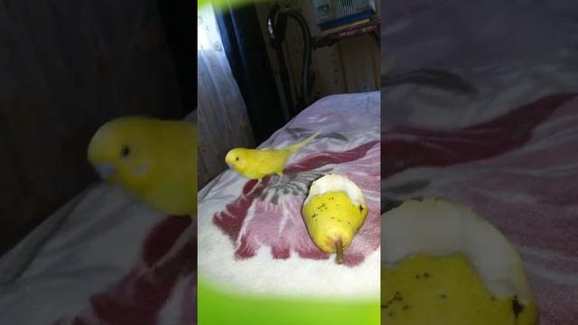 Мой попугай Еша ест грушу! смотреть онлайн