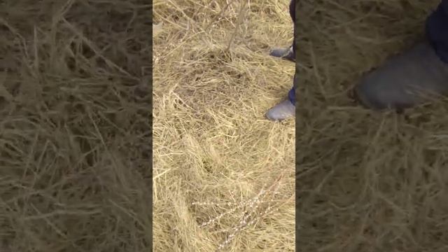 Погода кайф ))) поехали Рвать Вербу !!! Всех с праздником С Вербным Воскресеньем смотреть онлайн