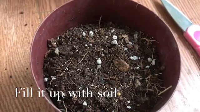 How to propagate gardenia 2 ways смотреть онлайн