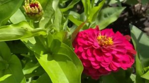 Бархатцы Тайшан и Антигуа сравнение. Цинния серия Дримленд, поразила своей красотой!!!