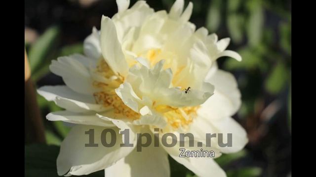 Желтые пионы. Сорта. смотреть онлайн