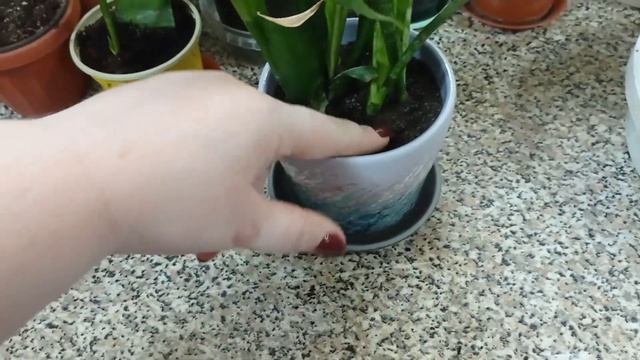 Пересадка цветов диффенбахия, пеперомия , сансевиерия. Мои новинки!!! смотреть онлайн