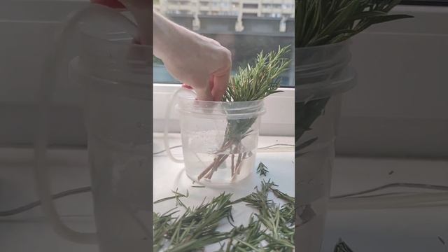 Розмарин! Укореняем черенки, увеличиваем площадь посадки. смотреть онлайн