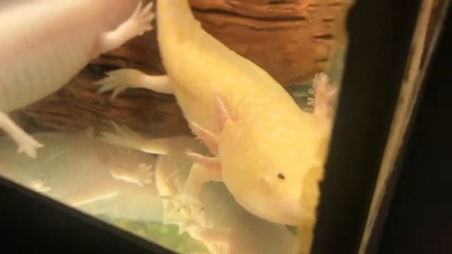 Аксолотли обнимаются #аксолотль  #azolotl