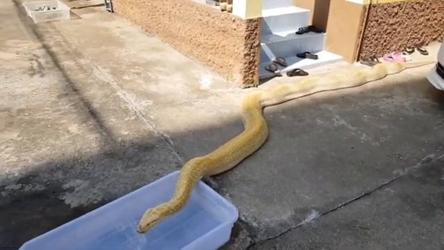 Hypo granite het albino burmese python смотреть онлайн