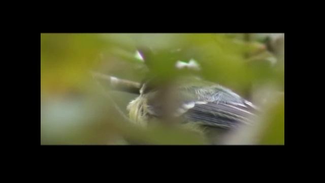 Meisen смотреть онлайн