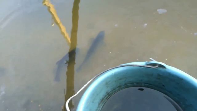 Репортаж с пруда . Чём кормлю рыбу. Последствия проливных дождей 2021г смотреть онлайн