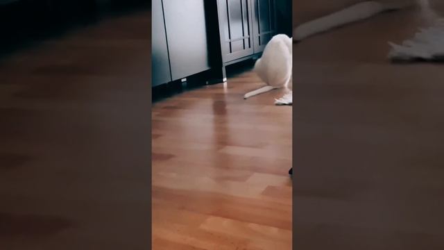 Смешные животные смотреть онлайн