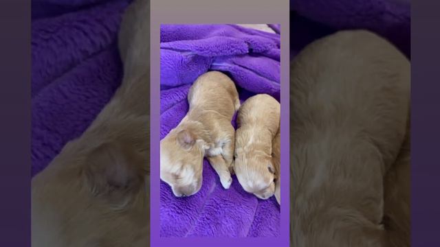 Малыши мальтипу f1 смотреть онлайн