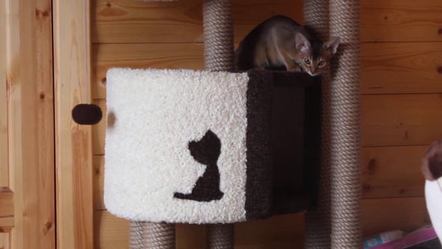 American staffordshire terrier & Abyssinian cat. GaidJewel's kennel смотреть онлайн