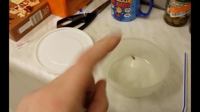 Why you should never touch a False Widow смотреть онлайн