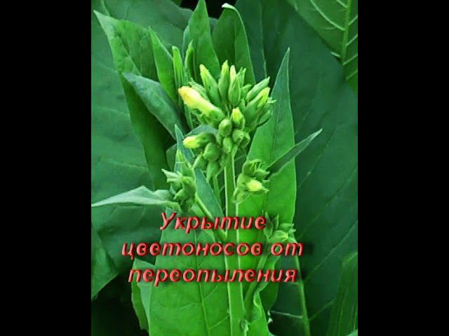 ДНЕВНИК ТАБАКОВОДА № 17 ( 30.06. Укрываем цветоносы от переопыления ) ТАБАК смотреть онлайн