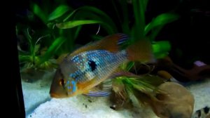 геофагусы виды и содержание