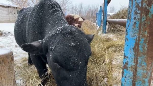 Бык Абердин и Герефорд