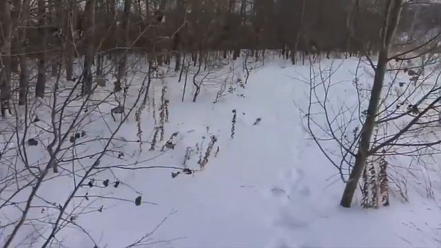 Охота на охоту. Я нашел зайца, за которым бегает весь район смотреть онлайн