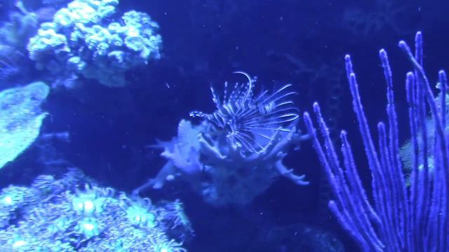 Аквариум Парк Майорка / Palma Aquarium Mallorca смотреть онлайн