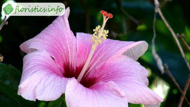 ? Посадка гибискуса садового – как и когда сажать гибискус смотреть онлайн