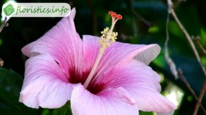 ? Посадка гибискуса садового – как и когда сажать гибискус