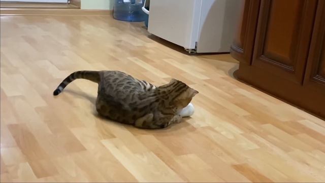 Зачем коту Лео игрушки, если есть чупа чупс ! Прикол кота Лео! смотреть онлайн