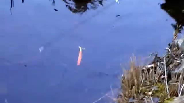 Eigenbau Wobbler Test смотреть онлайн