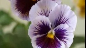 63.Анютины глазки.Виола.Вязание крючком.Схемы мастеров.Фото цветов.#декор#дизайн#Татьяна Аренсбург