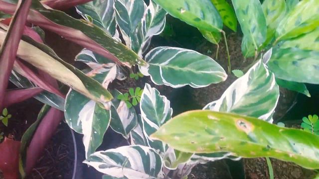 Kolek si bunga calathea tanaman hias смотреть онлайн