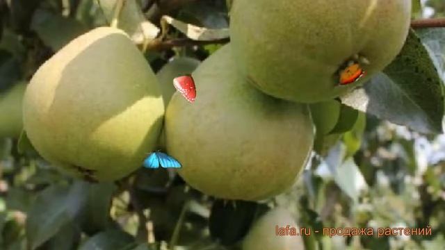 Груша плодовая Кокинская (pyrus Communis) ? Кокинская обзор: как сажать, саженцы груши Кокинская