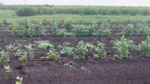 Малина Похвалинка 2,5 месяца после посадки