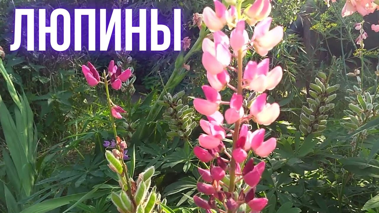Люпины. Собираем семена люпинов смотреть онлайн