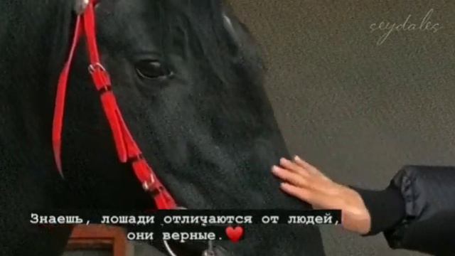 Лошади отличается, от людей они верные ♥️. смотреть онлайн